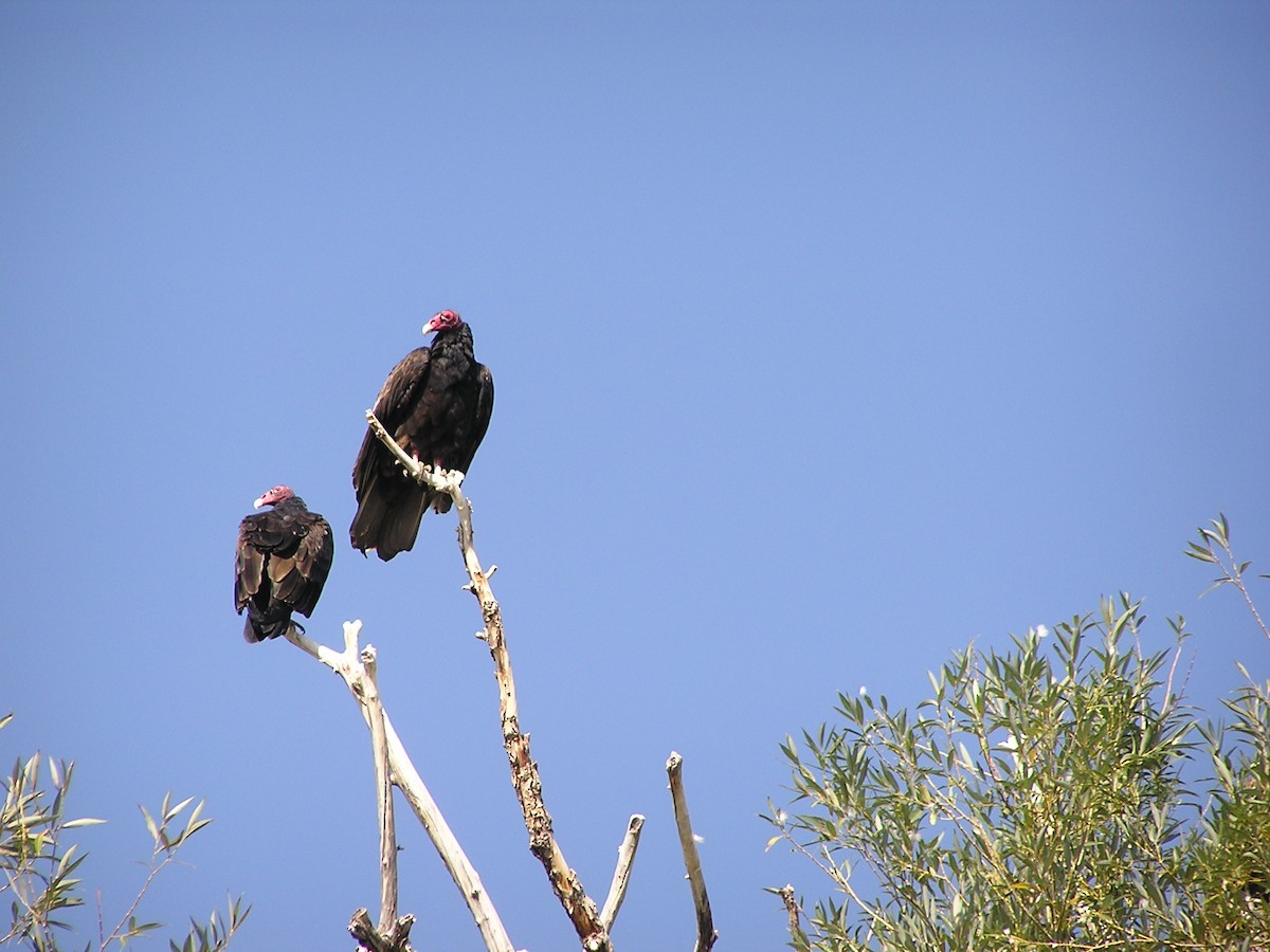 Turkey Vulture - ML625402087
