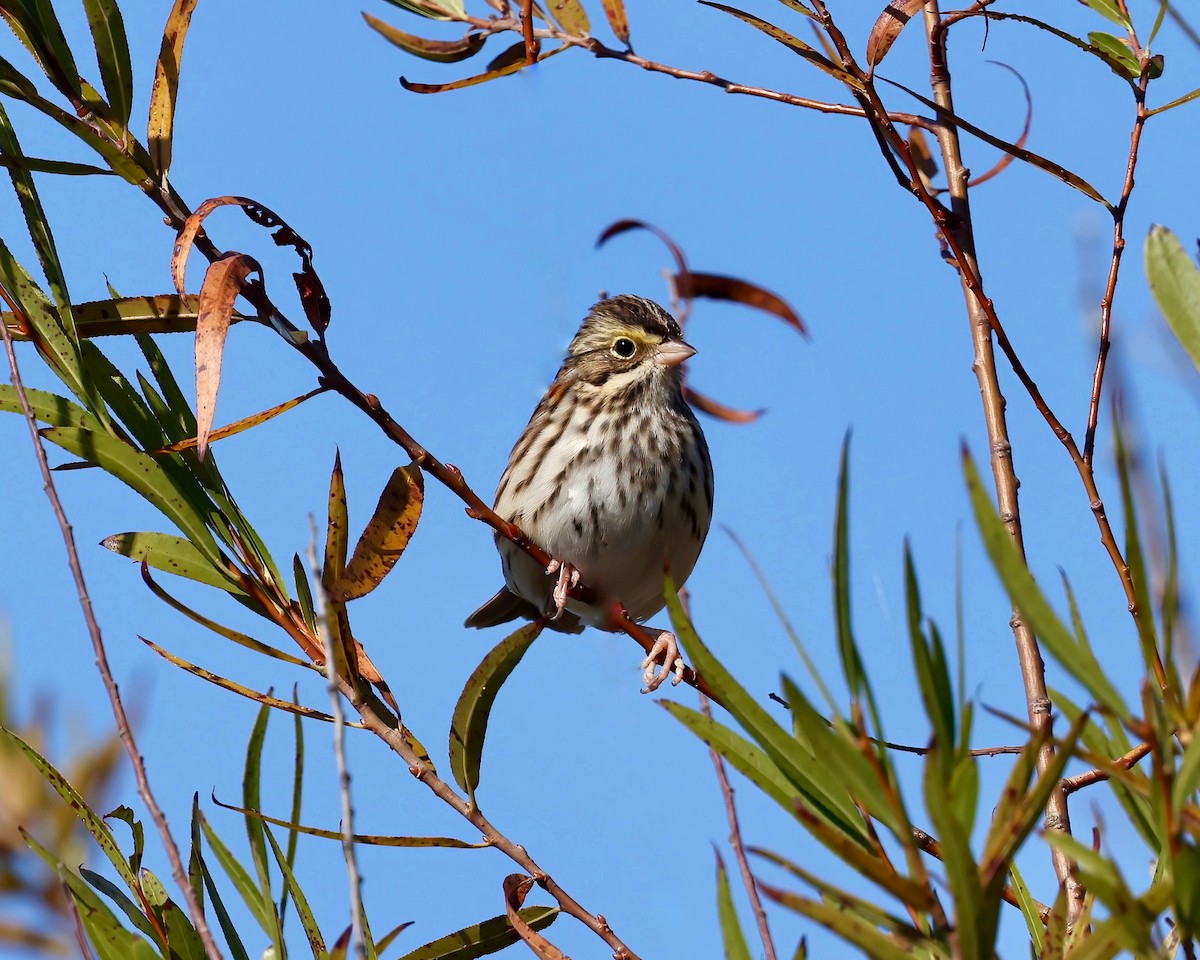 Savannah Sparrow - ML625402210