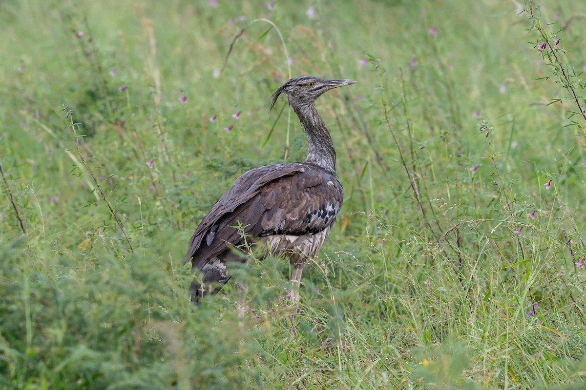 Kori Bustard - ML625402211