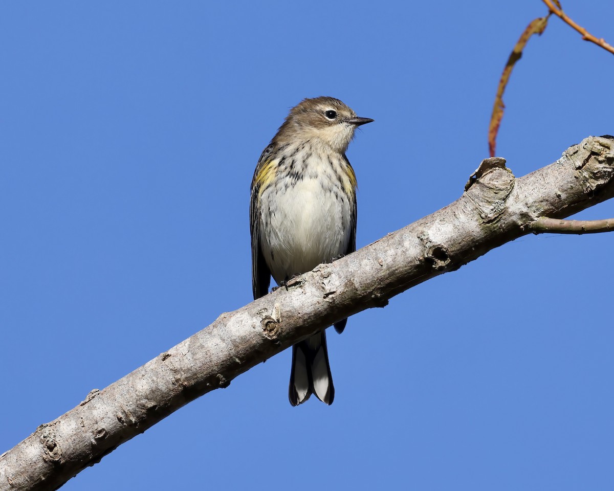 Yellow-rumped Warbler - ML625402245