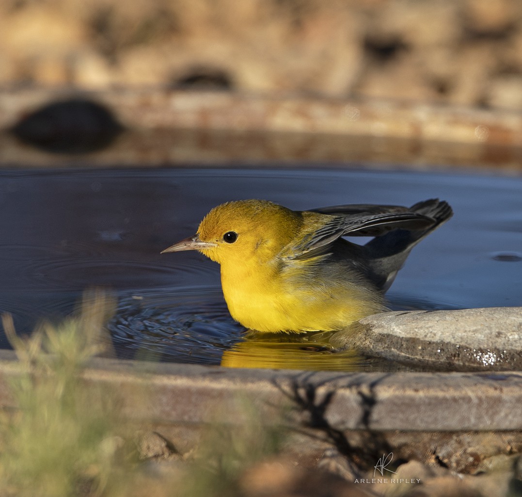 Prothonotary Warbler - ML625402251