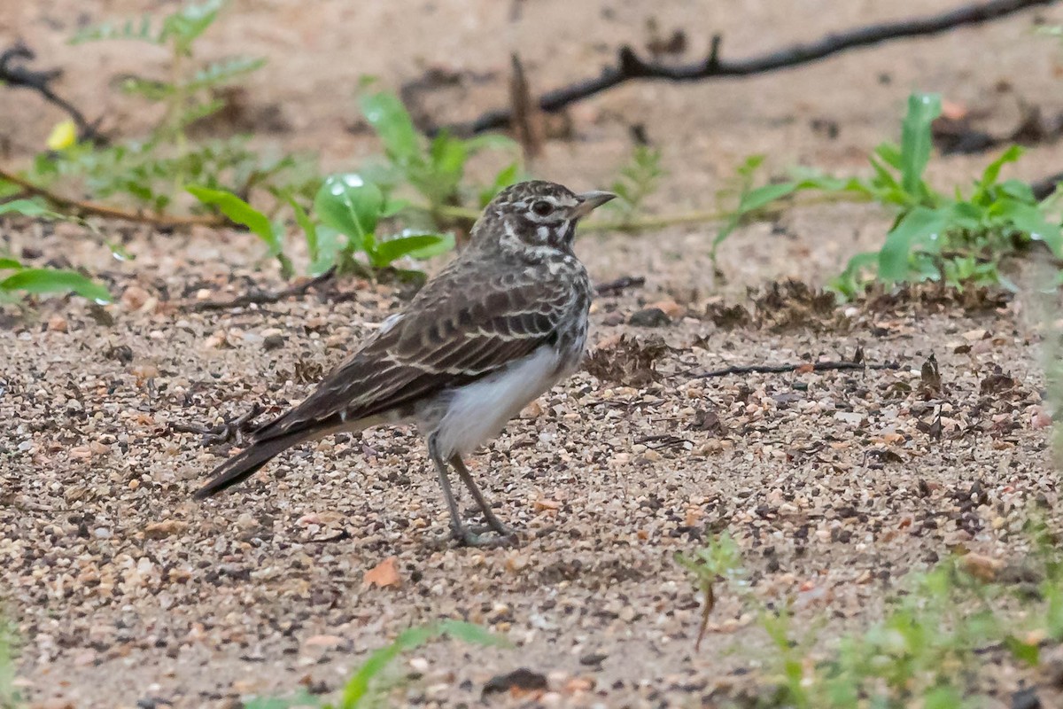 Dusky Lark - ML625402311