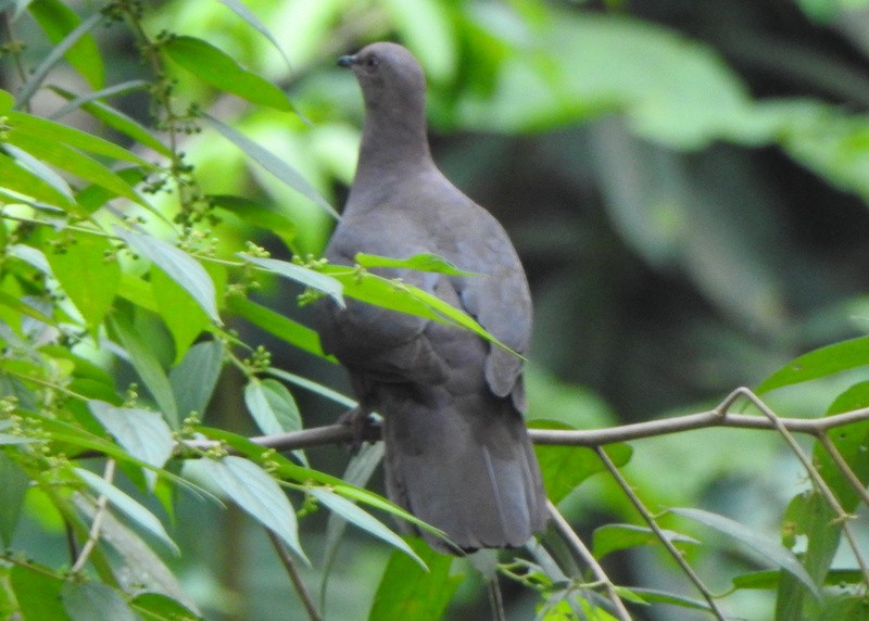 Plumbeous Pigeon - ML625402313