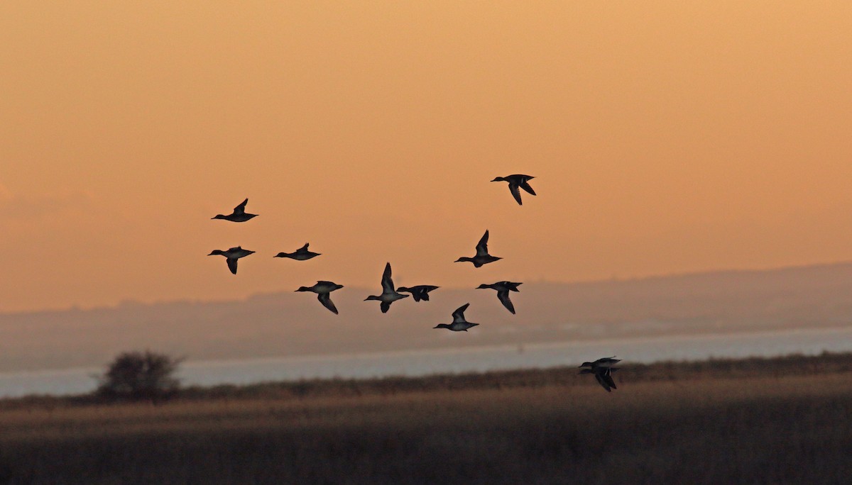 Eurasian Wigeon - ML625402376