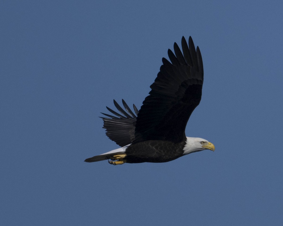 Bald Eagle - ML625402427