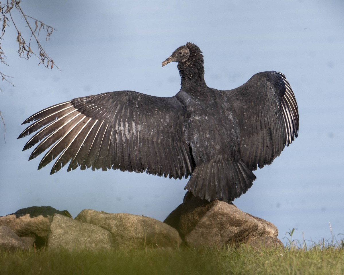 Black Vulture - ML625402436