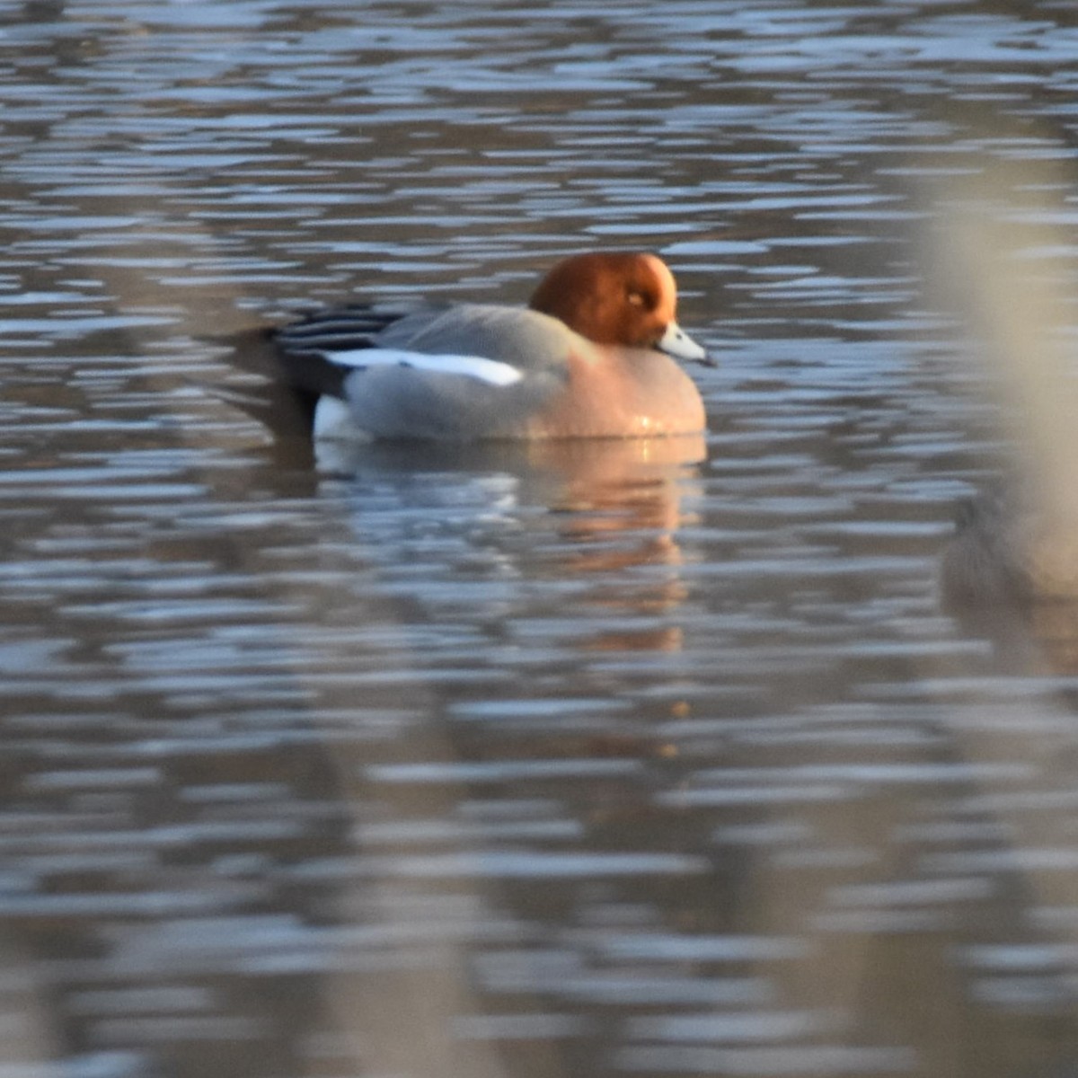 Eurasian Wigeon - ML625402468