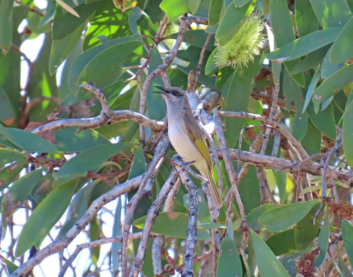 Brown Honeyeater - ML625402476