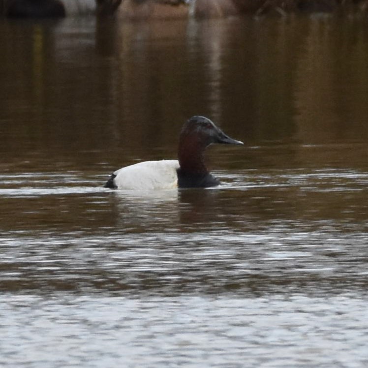 Canvasback - ML625402478