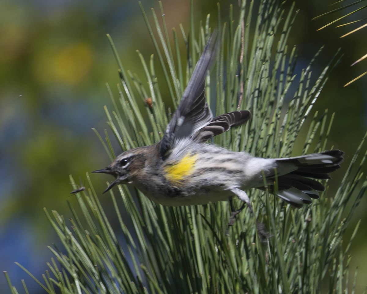Yellow-rumped Warbler - ML625402489