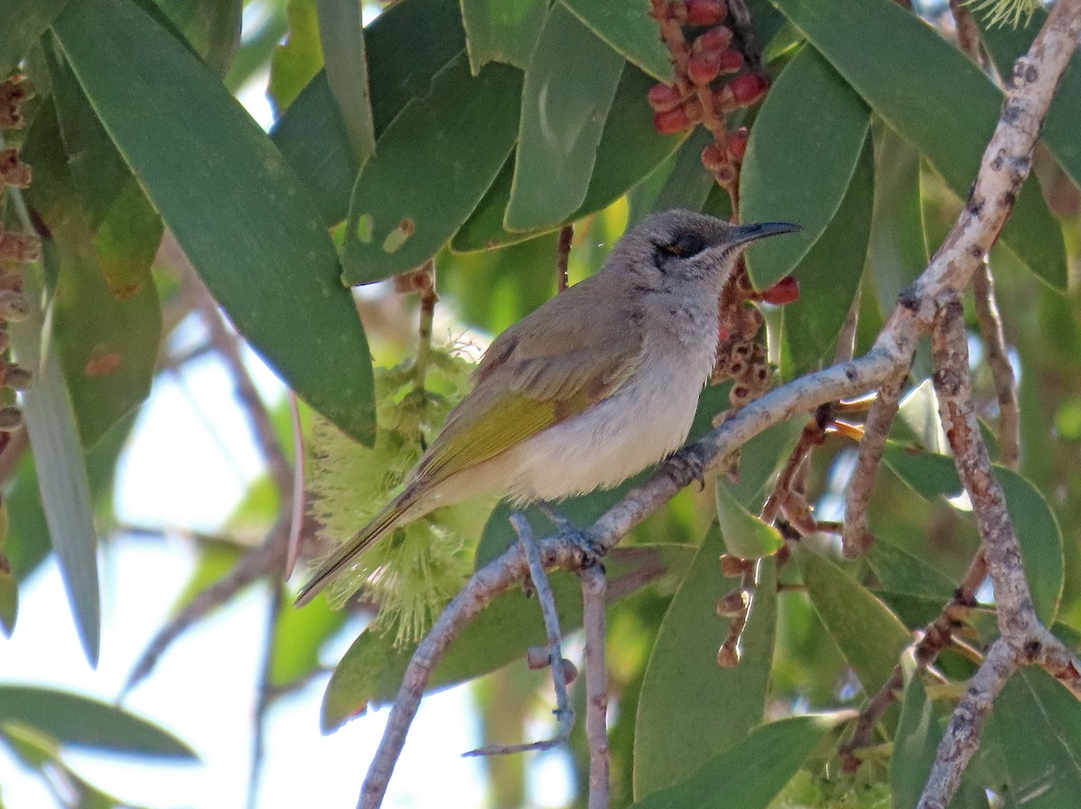 Brown Honeyeater - ML625402491