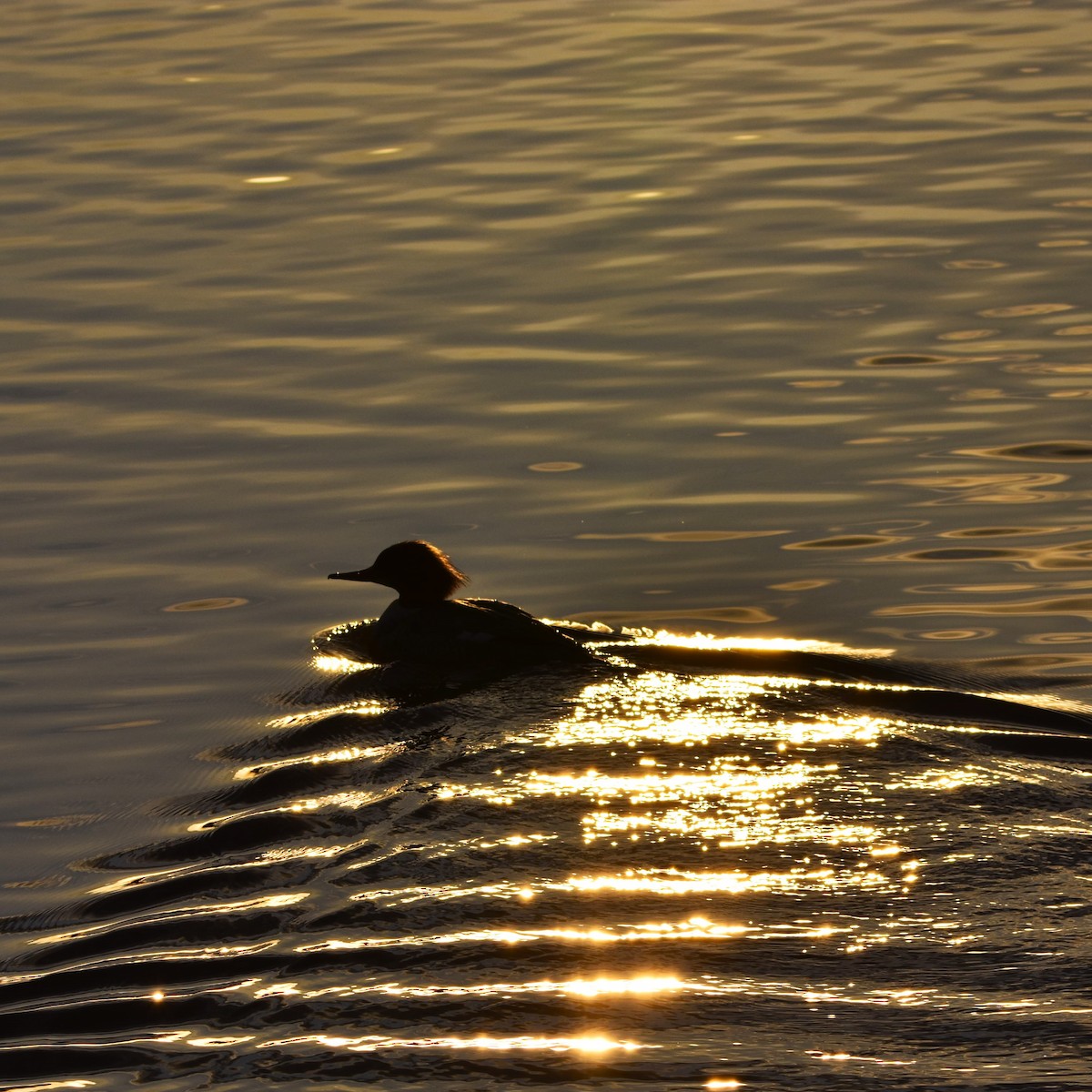 Common Merganser - ML625402503