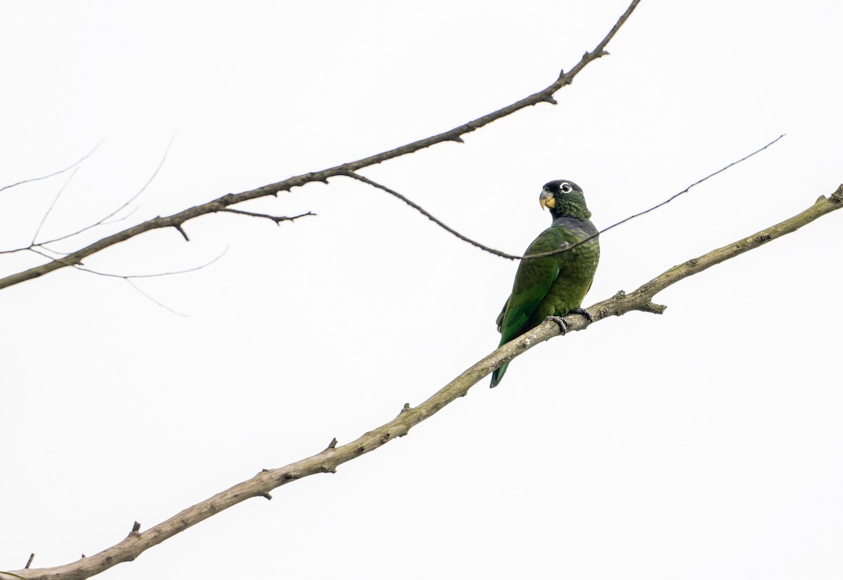 Scaly-headed Parrot - ML625402526