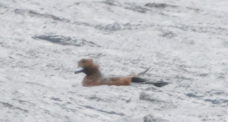 Eurasian Wigeon - ML625402558