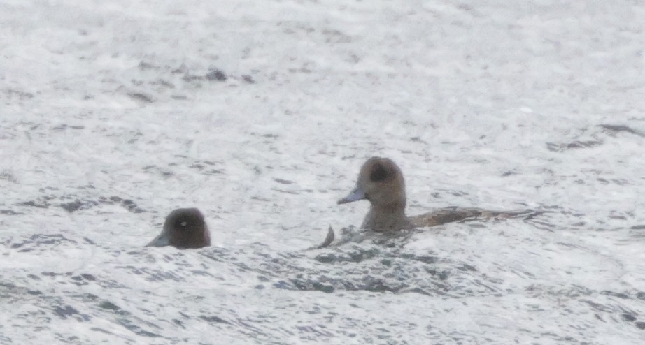 Eurasian Wigeon - Tim Lenz