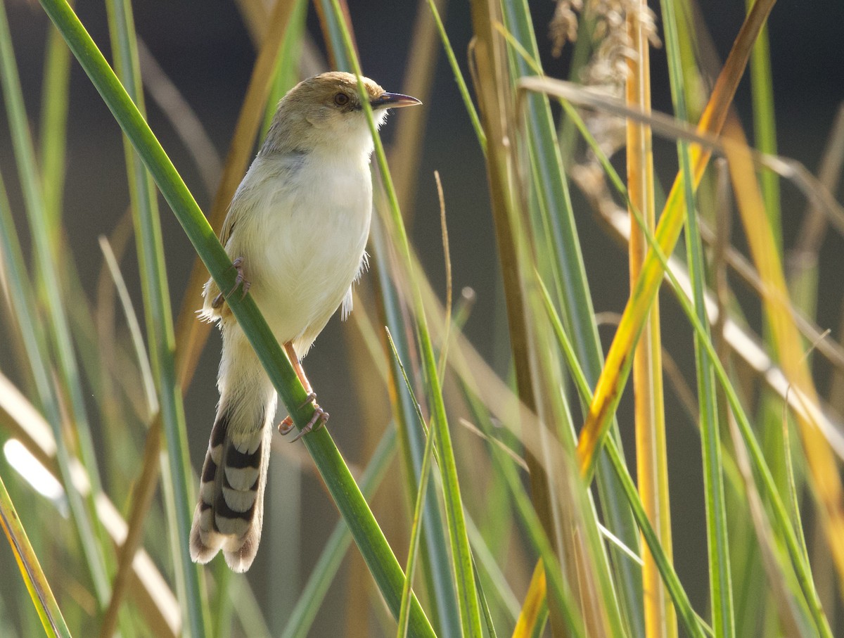 Chirping Cisticola - ML625402621