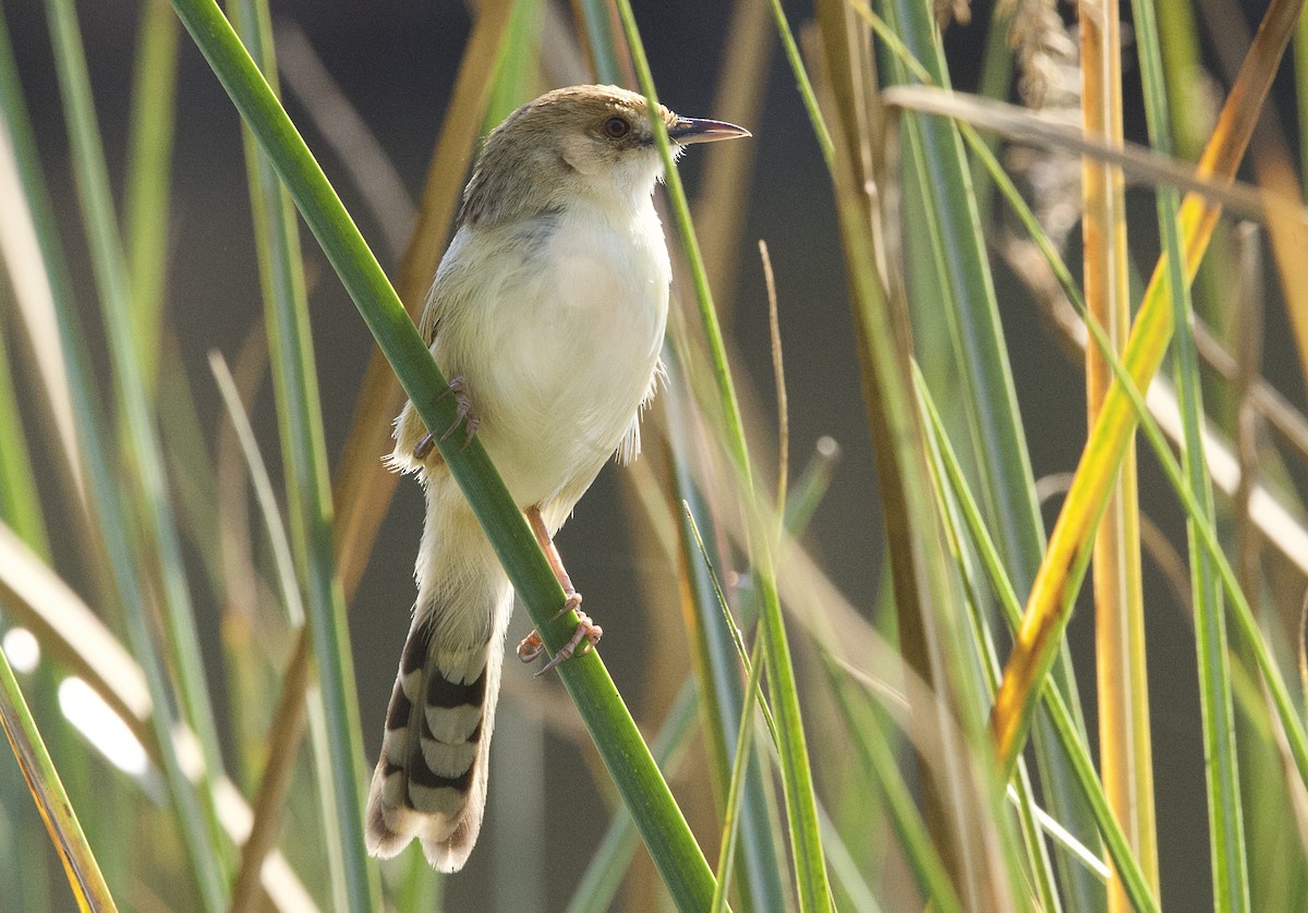 Chirping Cisticola - ML625402622