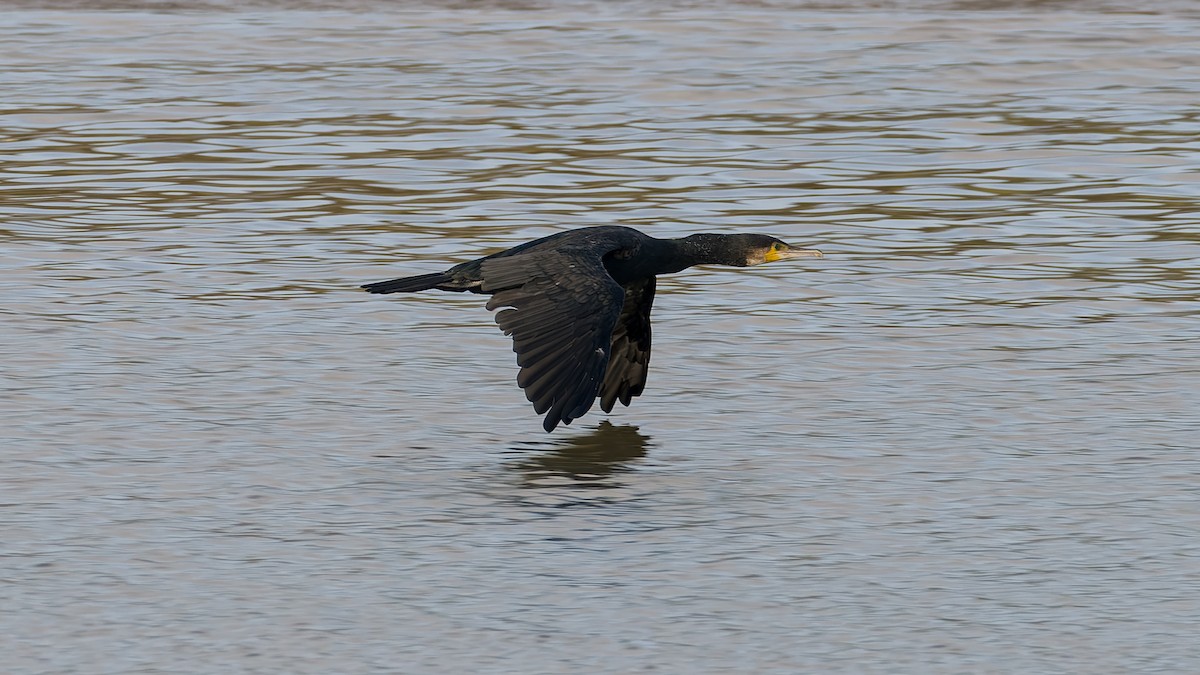 Great Cormorant - ML625402653