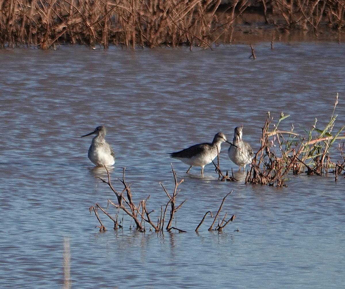 Greater Yellowlegs - ML625402660