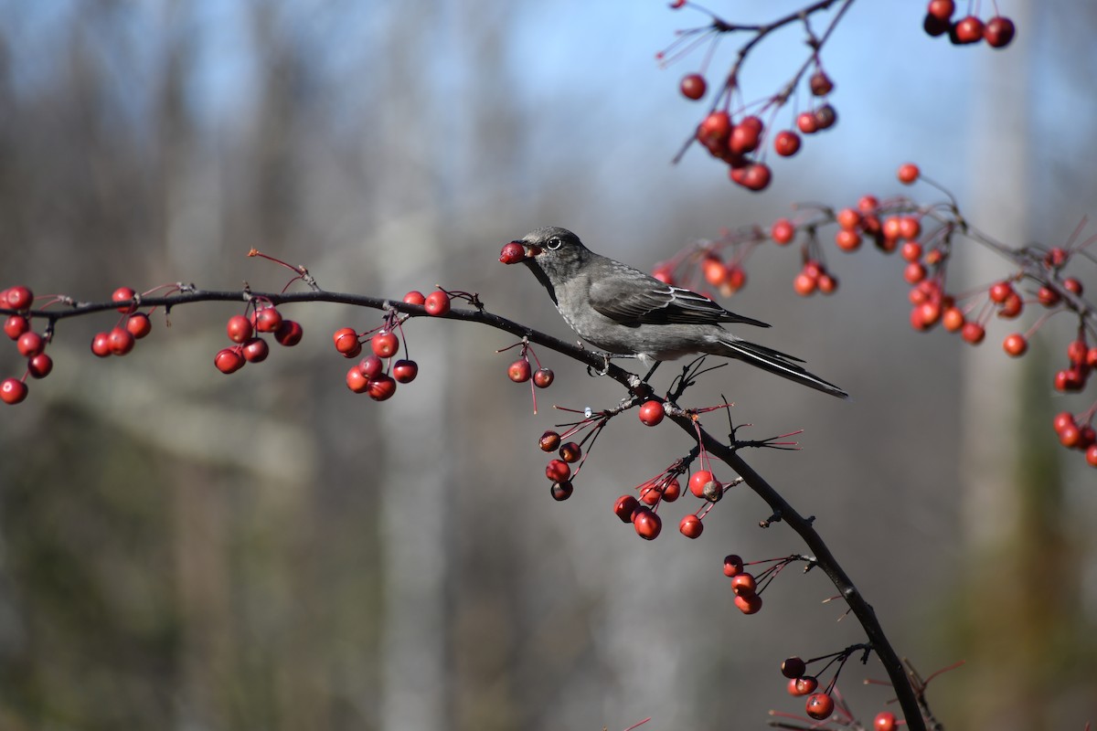 Townsend's Solitaire - ML625402675