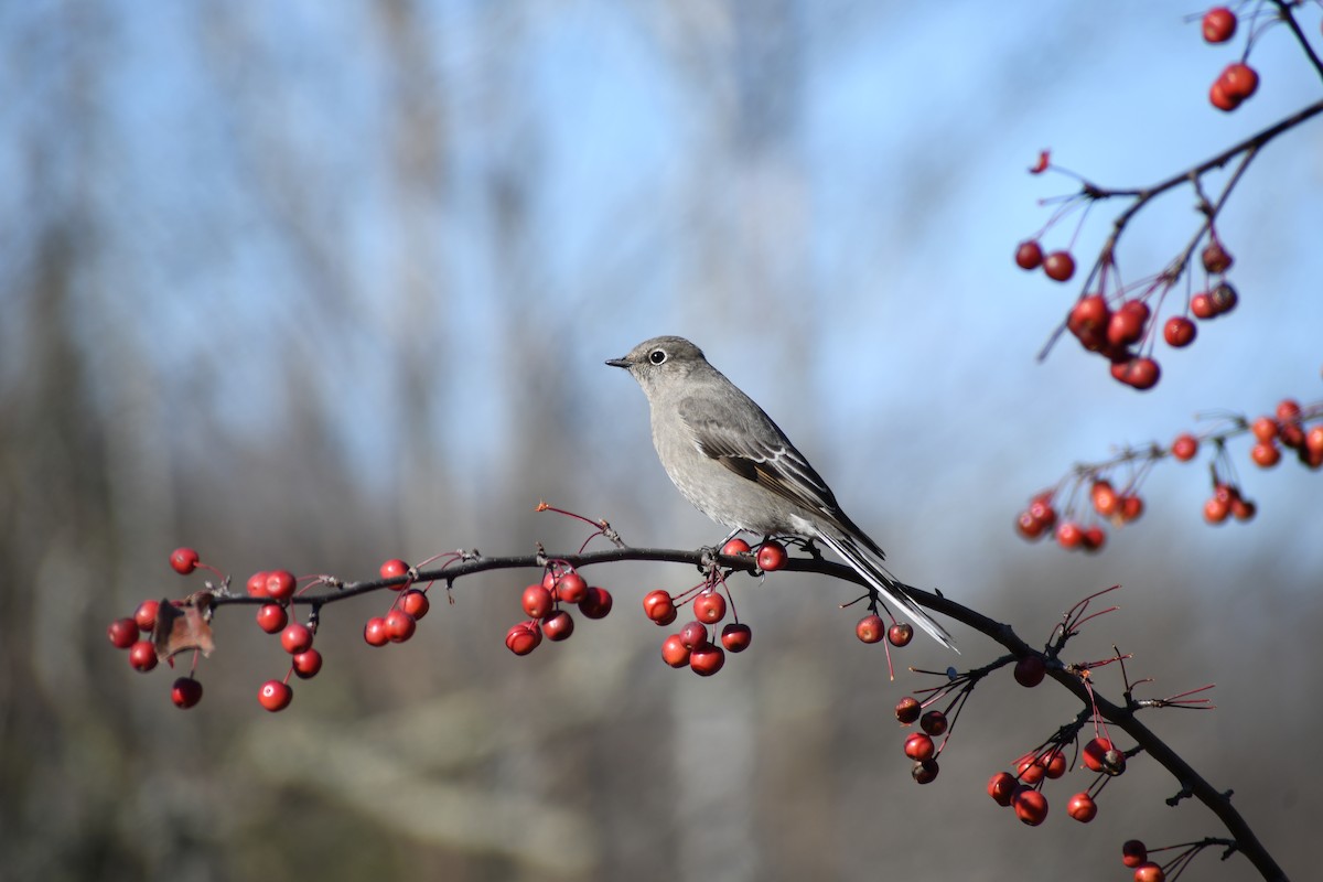 Townsend's Solitaire - ML625402676