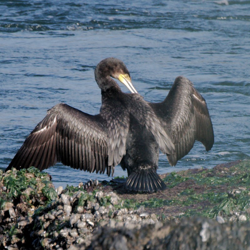 Great Cormorant - ML625402692