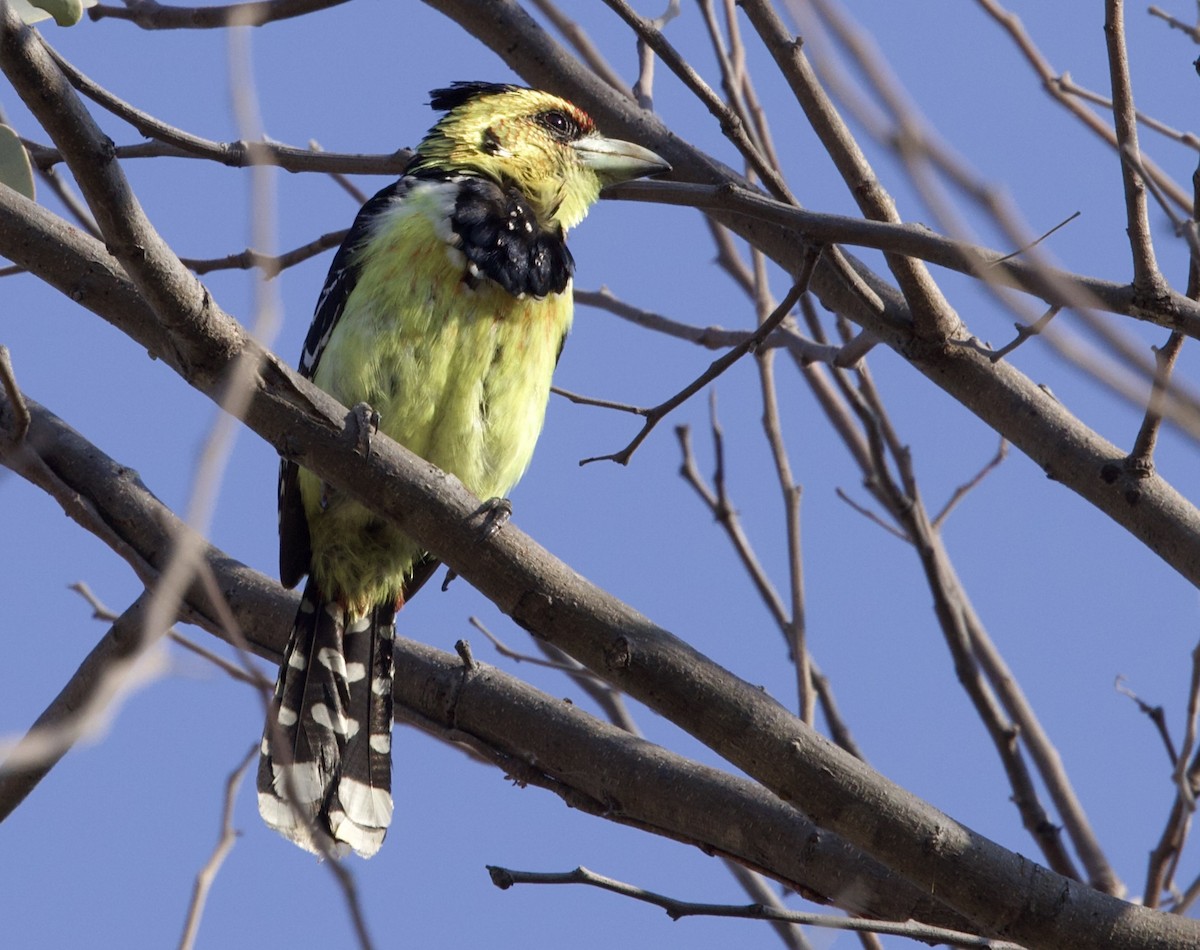 Crested Barbet - ML625402716