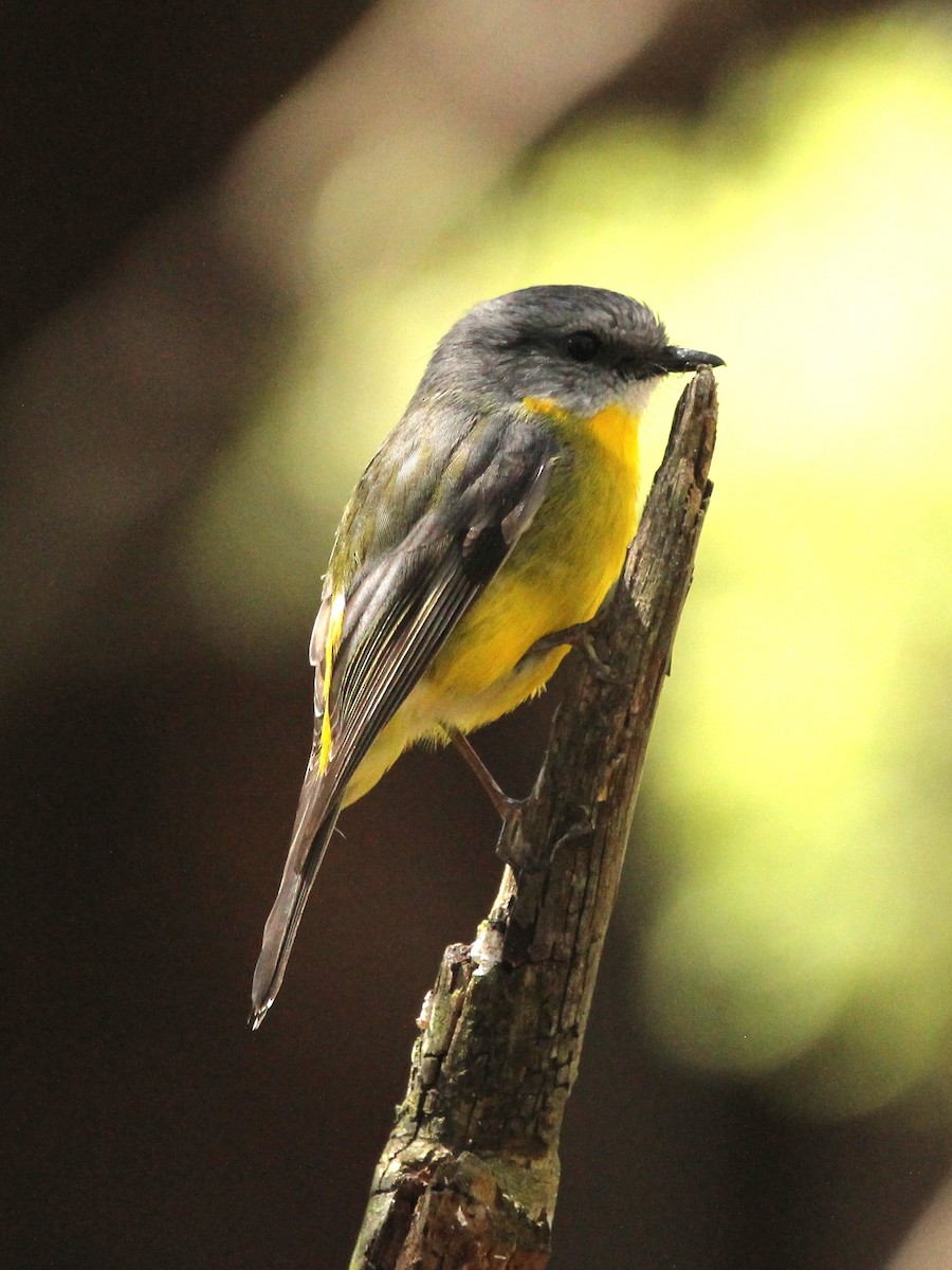 Eastern Yellow Robin - ML625402840