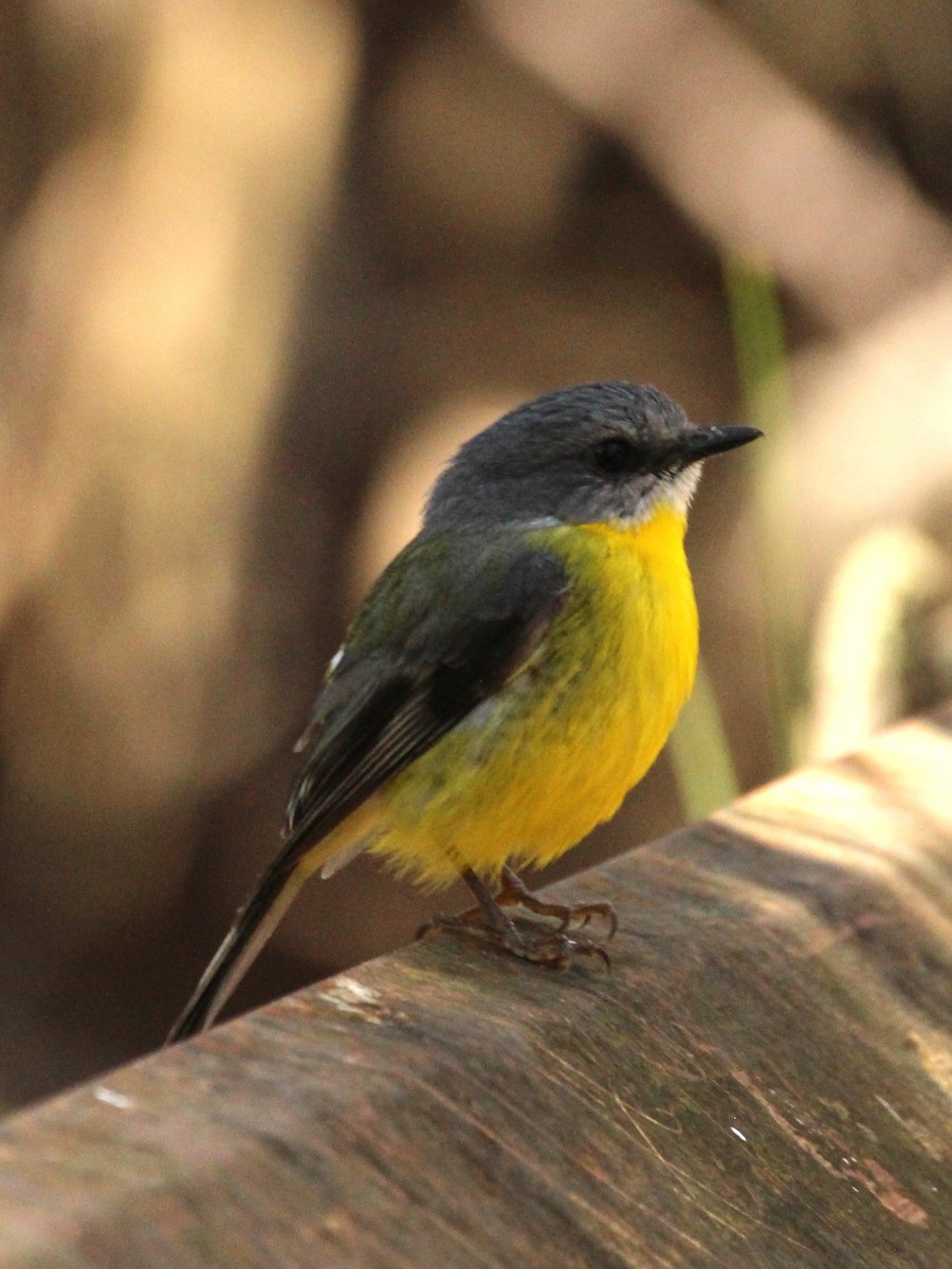 Eastern Yellow Robin - Neil Hausfeld