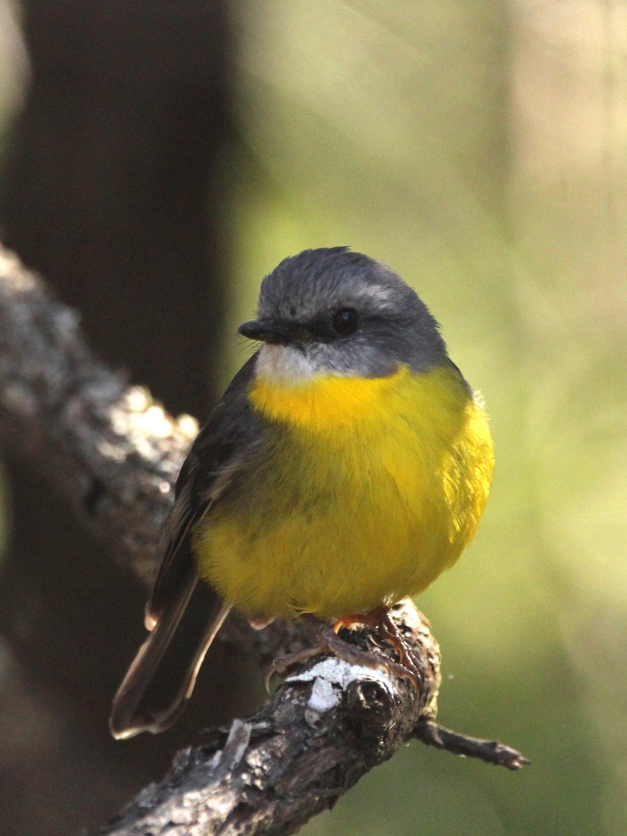 Eastern Yellow Robin - ML625402842