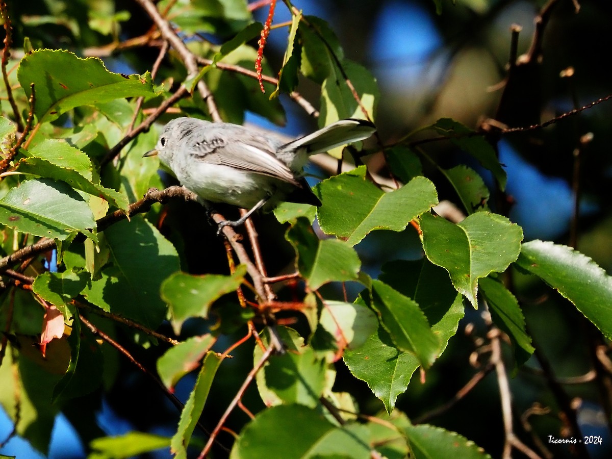 Perlita Grisilla (caerulea) - ML625402874