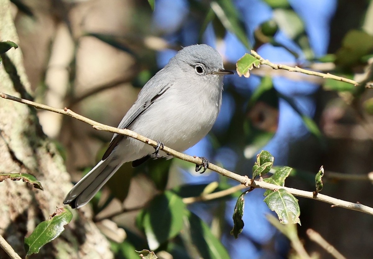 Blue-gray Gnatcatcher - Audrey Appleberry