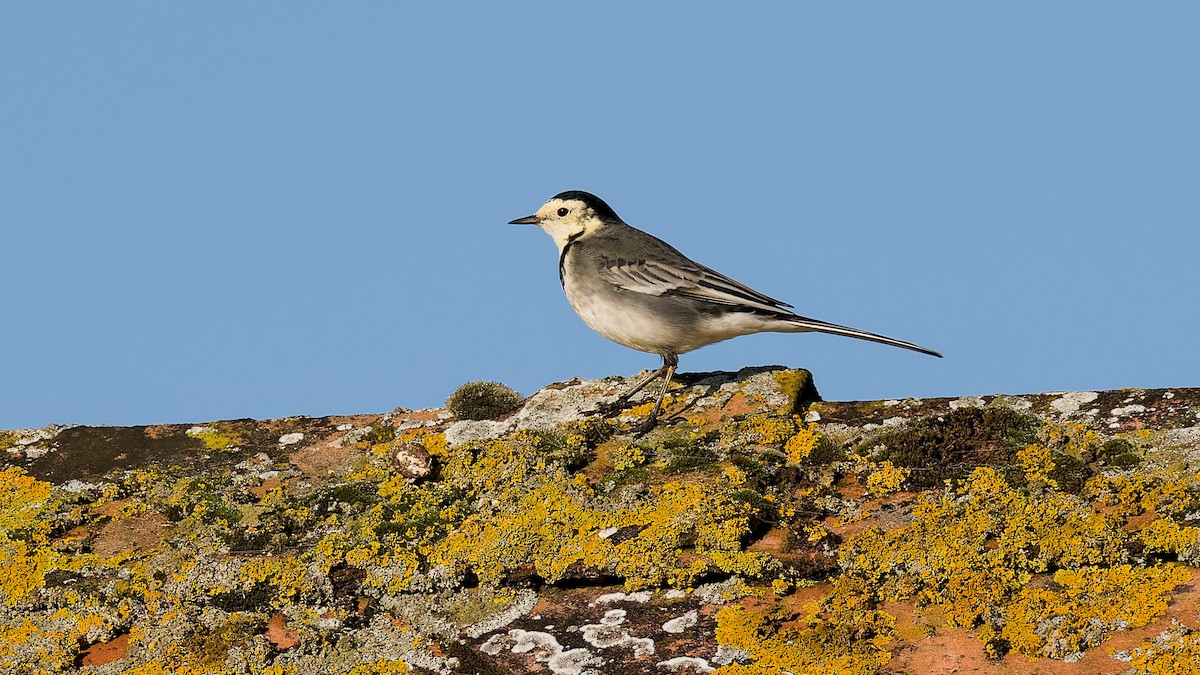 White Wagtail (British) - ML625402922