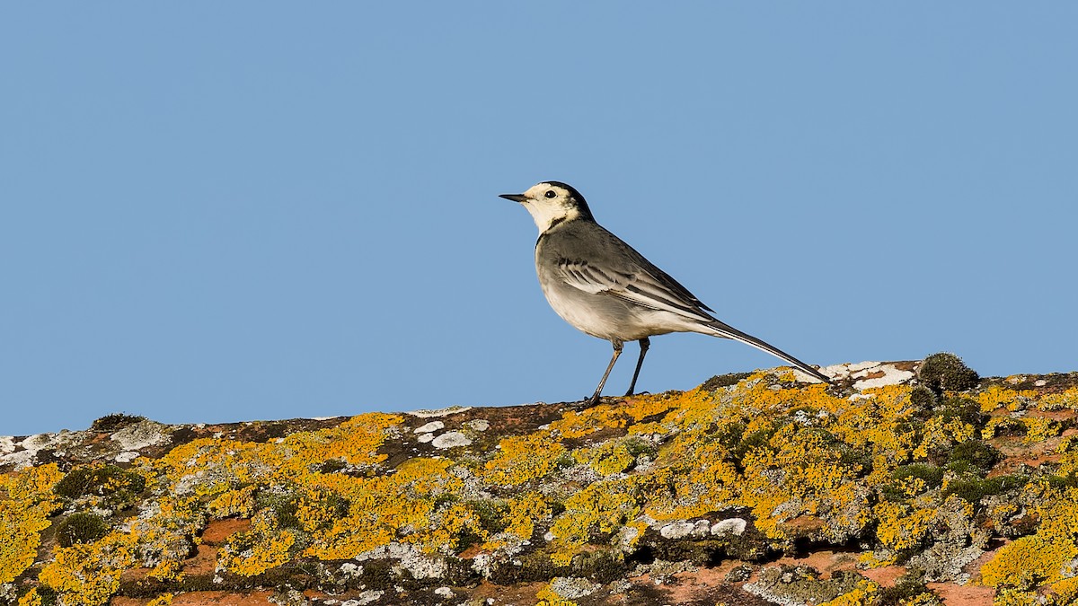 White Wagtail (British) - ML625402928