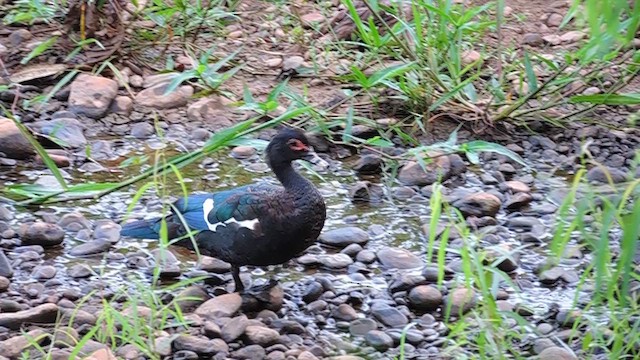 Muscovy Duck - ML625402948