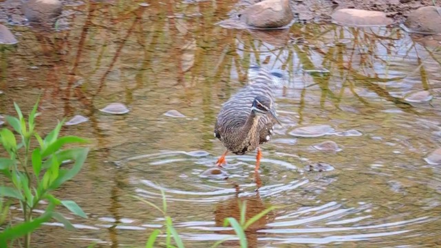 Sunbittern (Amazonian) - ML625402964