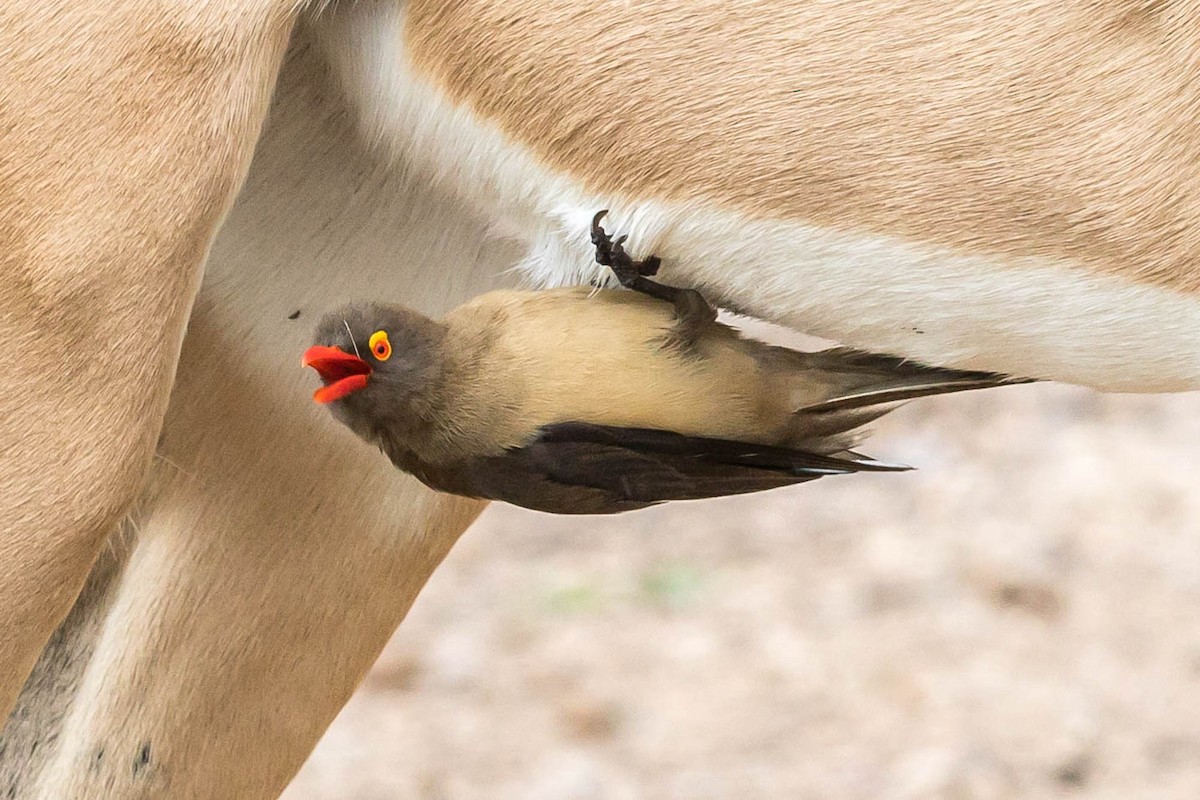 Red-billed Oxpecker - ML625403038