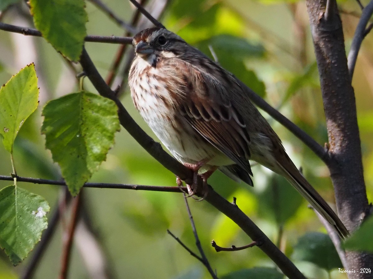 Song Sparrow (melodia/atlantica) - ML625403127