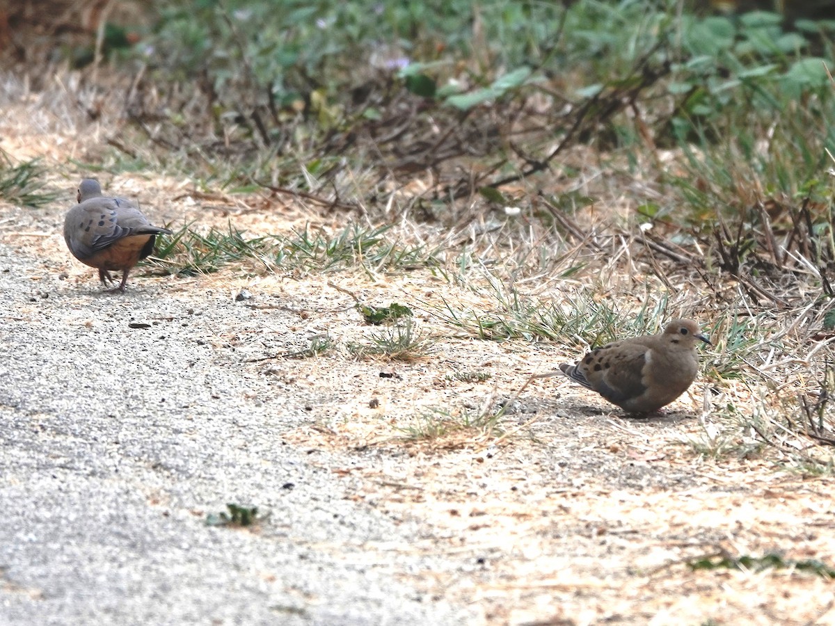 Mourning Dove - ML625403184