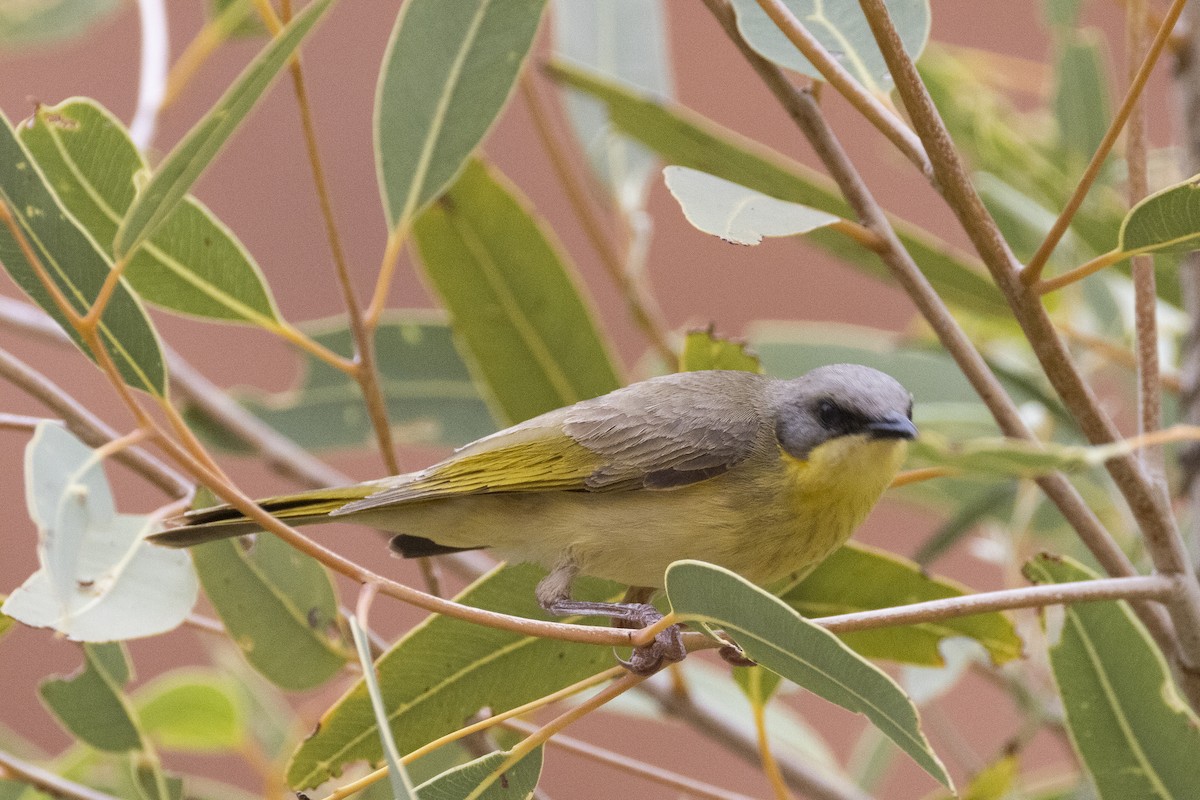 Gray-headed Honeyeater - ML625403201