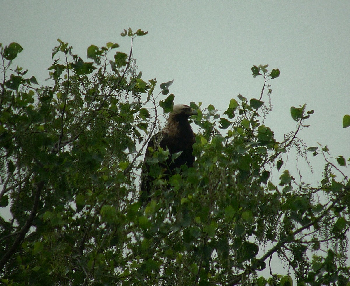 Imperial Eagle - ML625403220