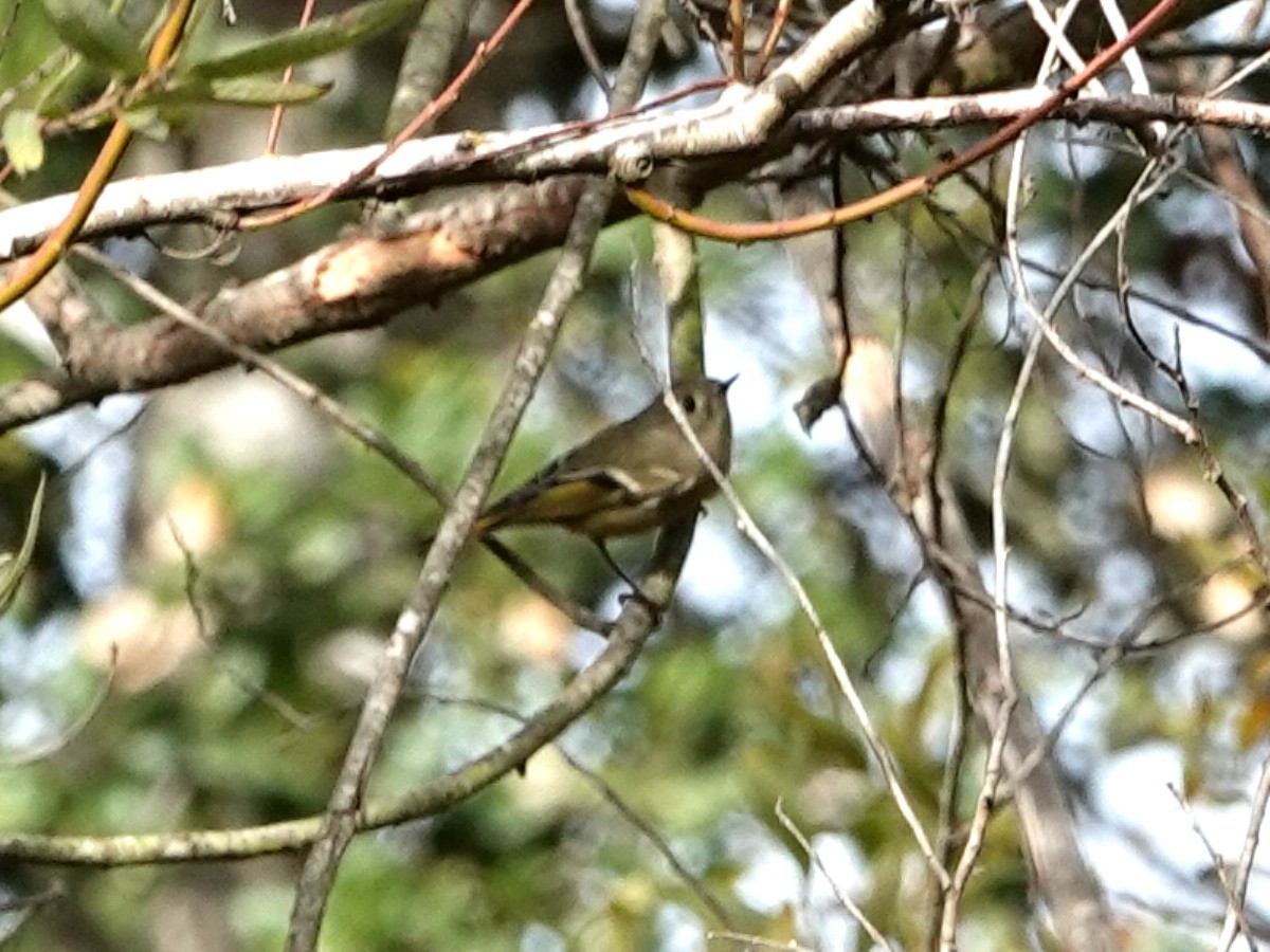 Ruby-crowned Kinglet - ML625403257