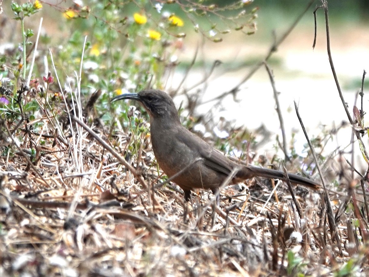 California Thrasher - ML625403261