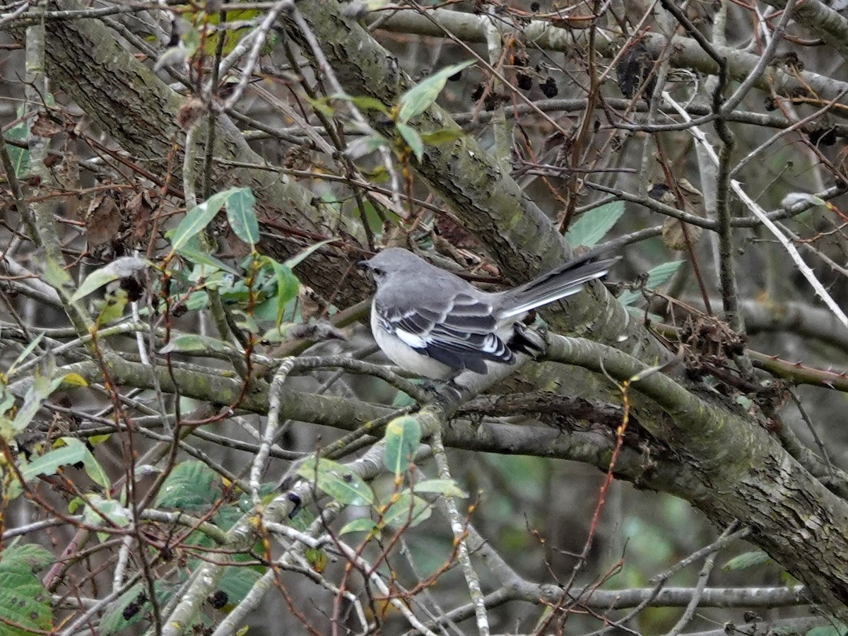 Northern Mockingbird - ML625403266