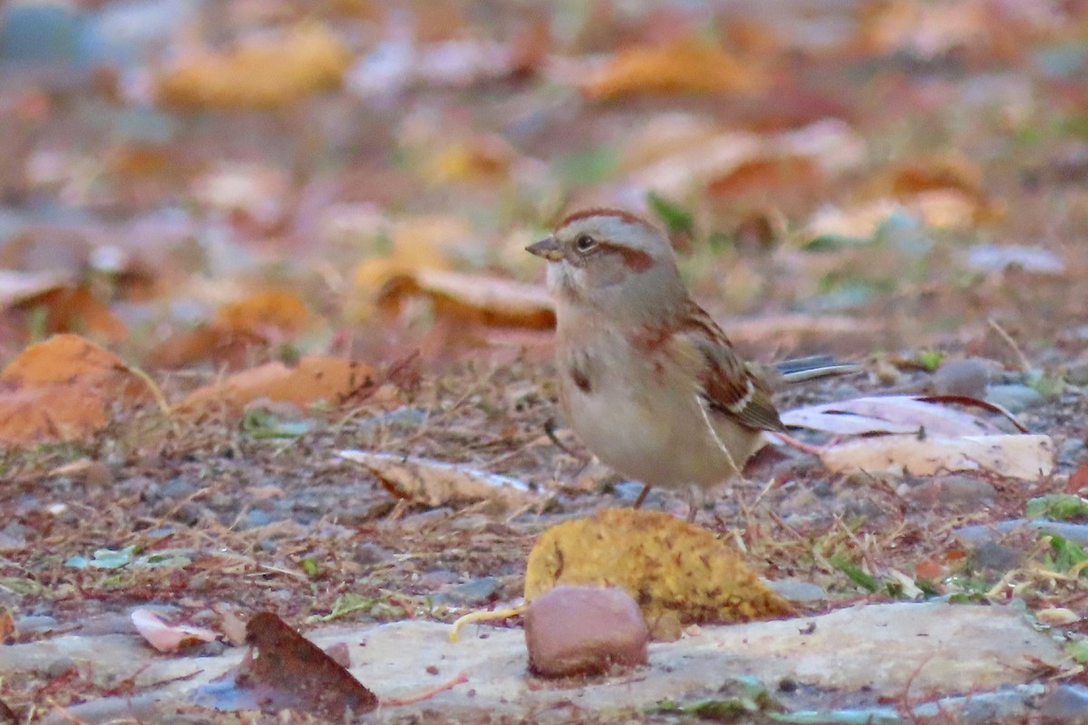 American Tree Sparrow - ML625403270