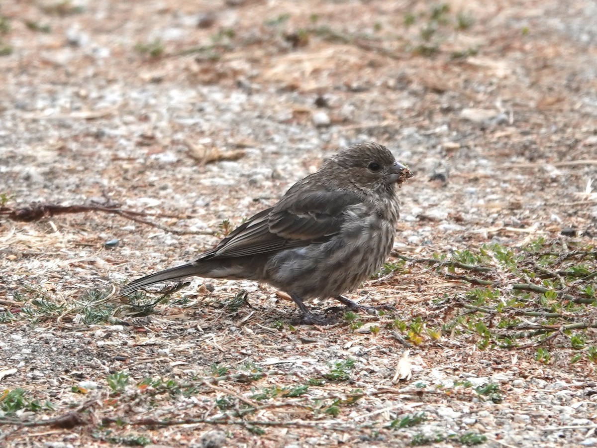 House Finch - ML625403273