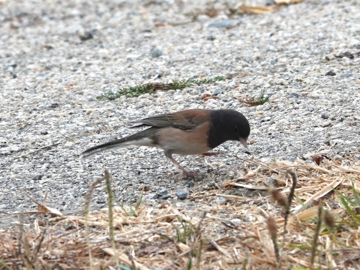 Dark-eyed Junco - ML625403278