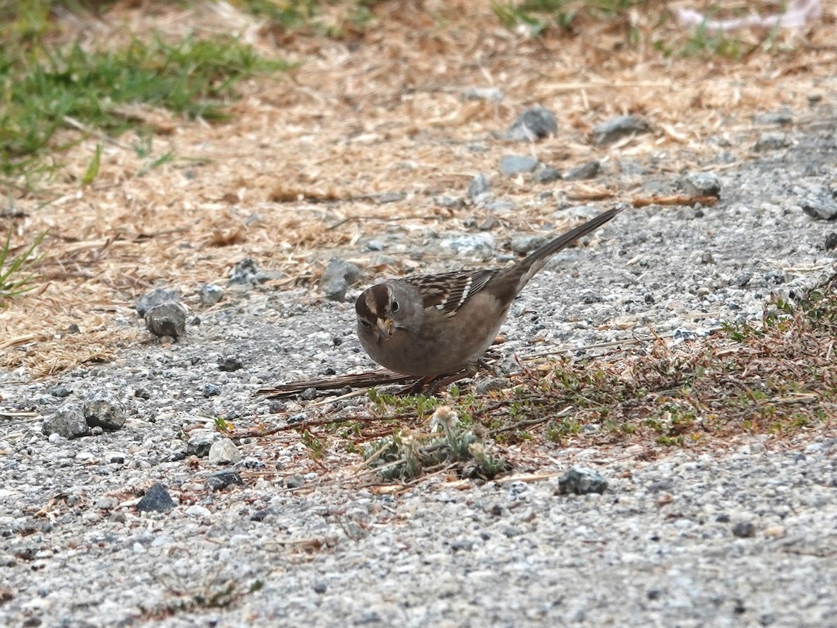 White-crowned Sparrow - ML625403289