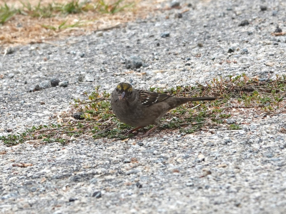 Golden-crowned Sparrow - ML625403293