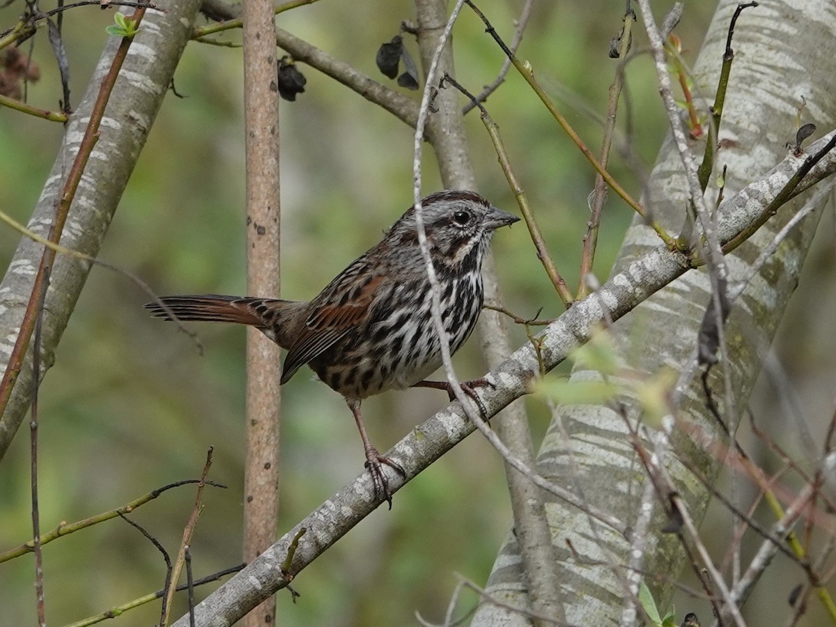 Song Sparrow - ML625403296